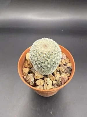 Epithelantha micromeris vaso 6cm