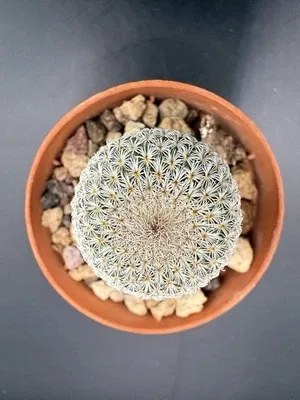 Epithelantha micromeris vaso 6cm