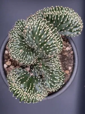 Marginatocereus marginatus Crestato