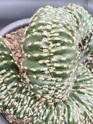 Marginatocereus marginatus Crestato