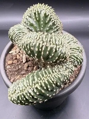 Marginatocereus marginatus Crestato