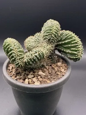 Marginatocereus marginatus Crestato