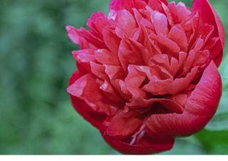 Pianta di Peonia Belgravia