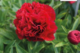 Pianta di peonia rossa a fiore pieno