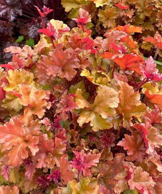 Pianta Heuchera Marmalade in vaso