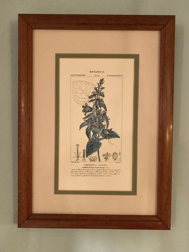 Lote 4 Cuadros Botanica Marco Dorado