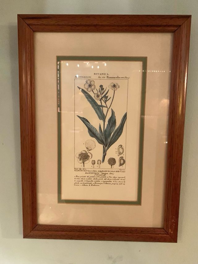 Lote 4 Cuadros Botanica Marco Dorado