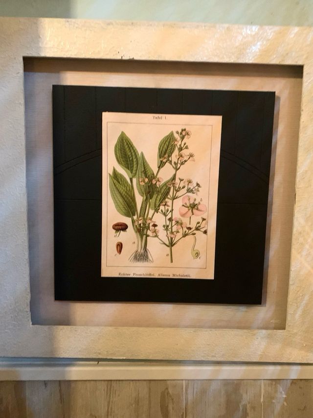 Lote 2 quadri botanica vintage