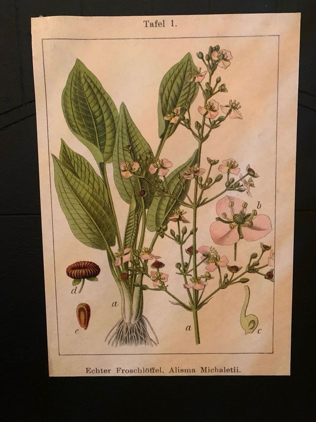 Lote 2 quadri botanica vintage