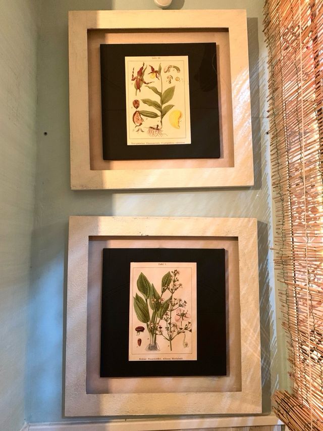 Lote 2 quadri botanica vintage