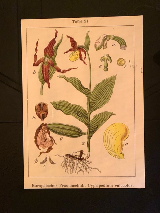 Lote 2 quadri botanica vintage