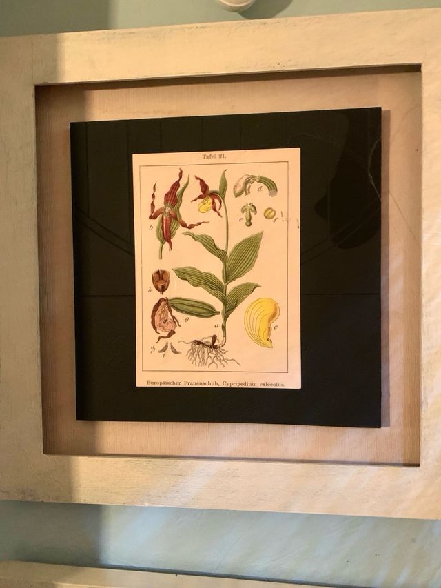 Lote 2 quadri botanica vintage