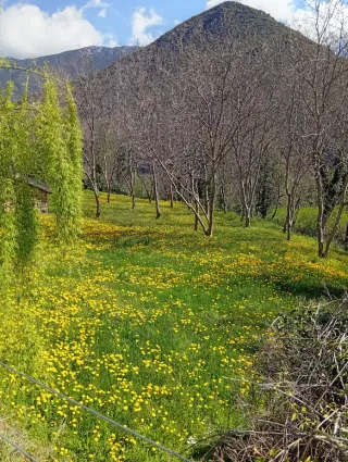 Realizo trabajo de pintura, jardinería y limpieza