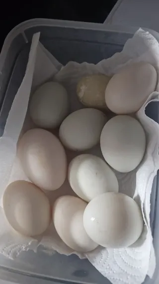 Ovos de pato frescos