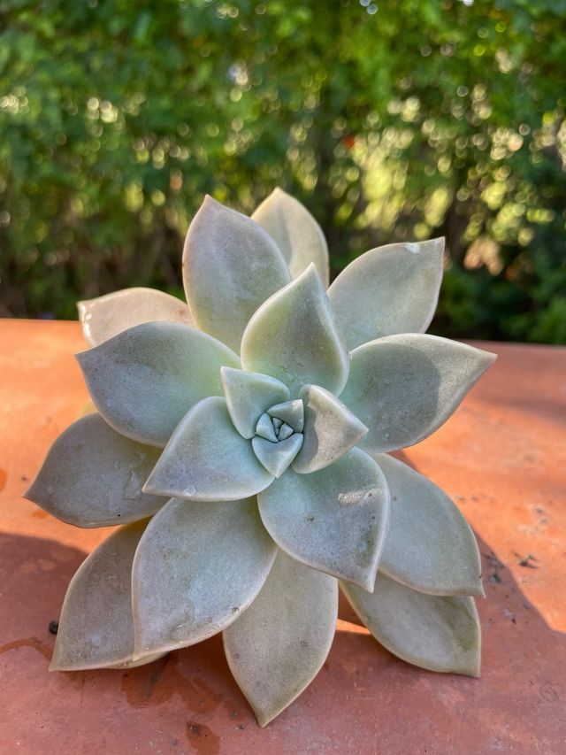 Pianta succulenta Echeveria