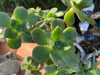 Pianta succulenta Echeveria