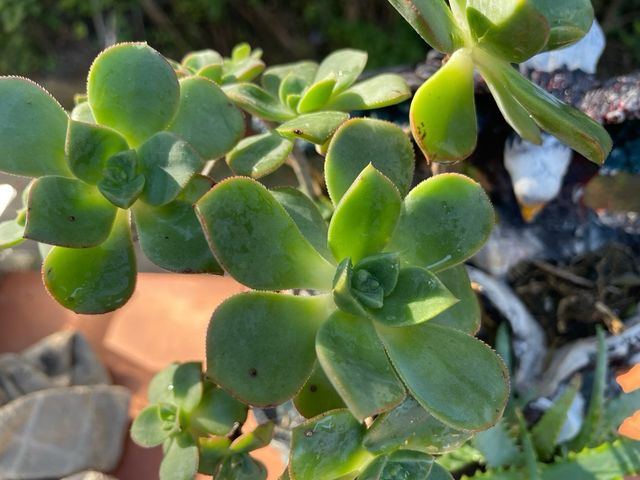 Pianta succulenta Echeveria