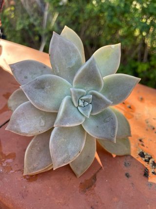 Pianta succulenta Echeveria