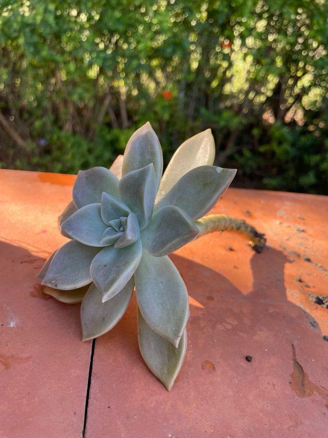 Pianta succulenta Echeveria