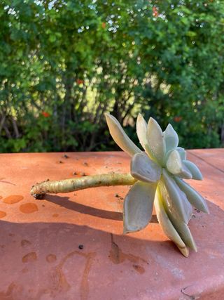 Pianta succulenta Echeveria