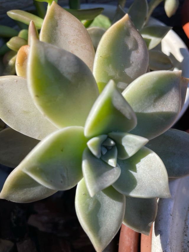 Pianta succulenta Echeveria