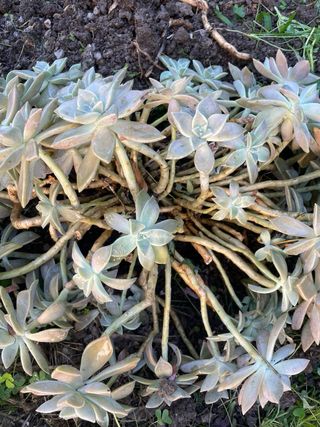 Pianta succulenta Echeveria