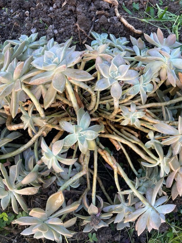 Pianta succulenta Echeveria