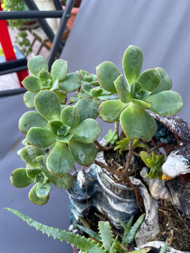 Pianta succulenta in vaso decorativo