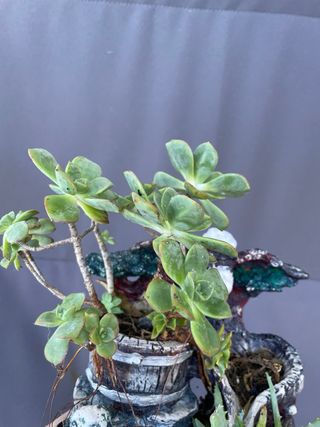 Pianta succulenta in vaso decorativo
