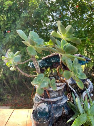 Pianta succulenta in vaso decorativo