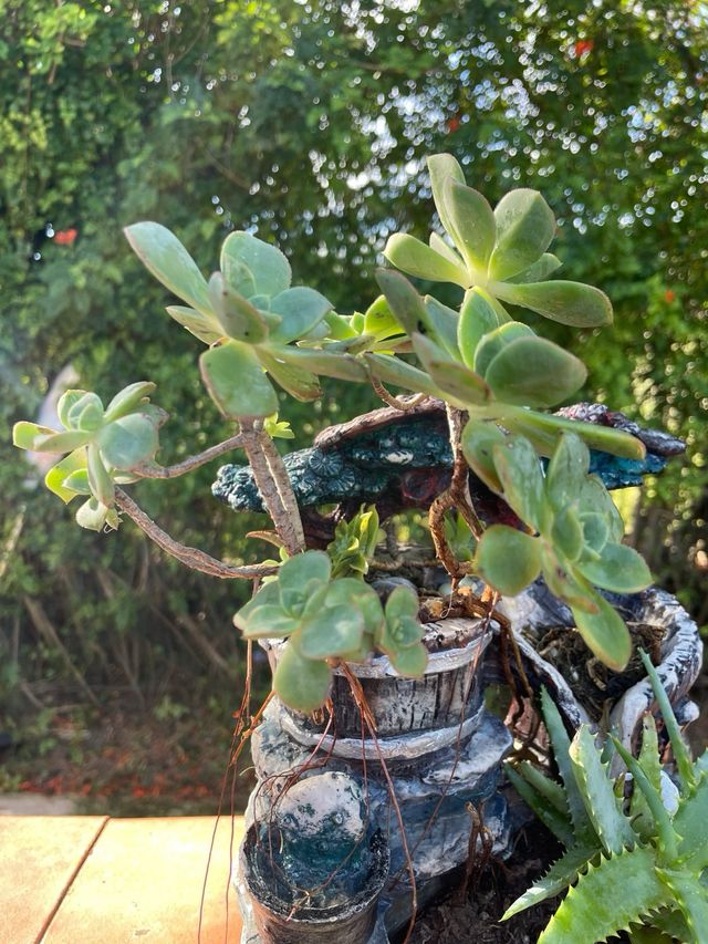 Pianta succulenta in vaso decorativo