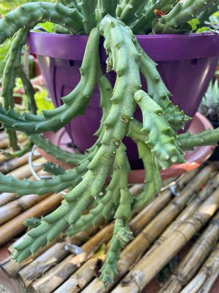 Pianta succulenta decorativa