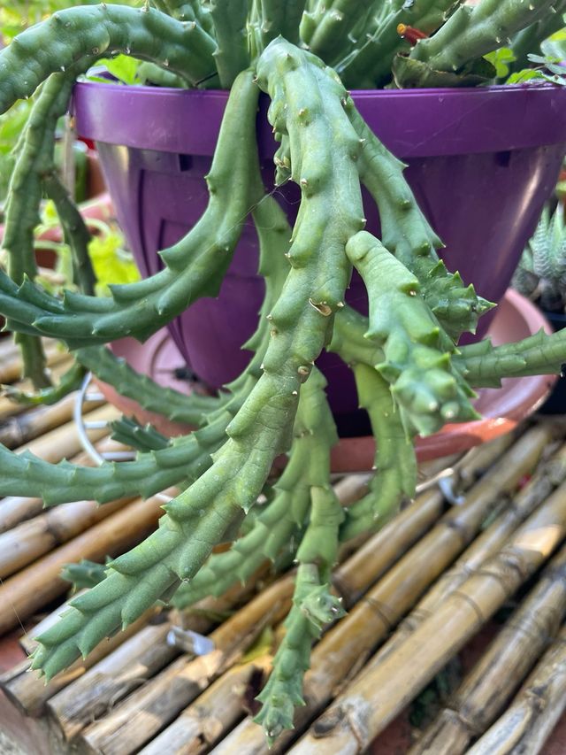 Pianta succulenta decorativa