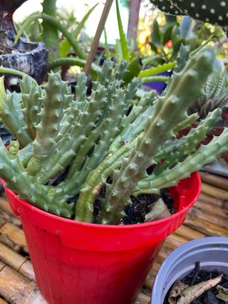 Pianta succulenta decorativa