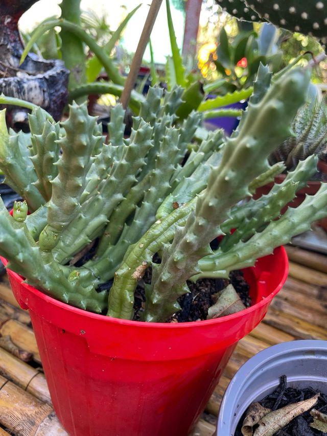 Pianta succulenta decorativa