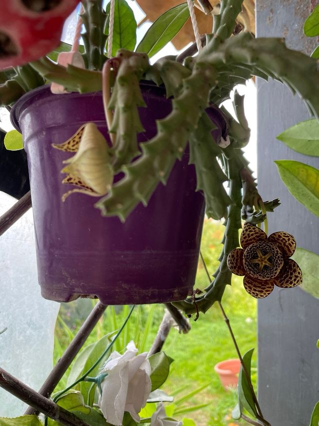 Pianta succulenta decorativa