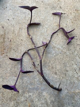Pianta di Tradescantia zebrina