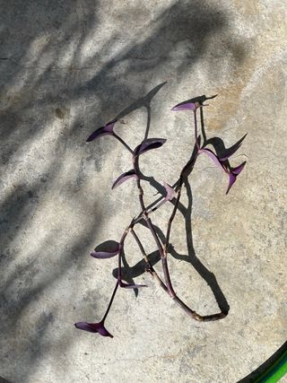 Pianta di Tradescantia zebrina