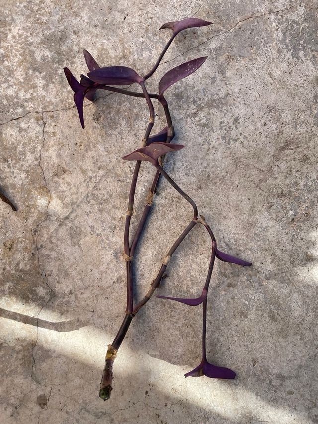 Pianta di Tradescantia zebrina