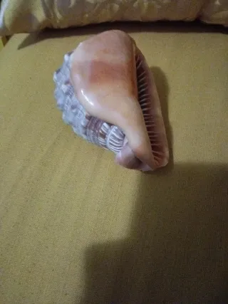 Grande Conchiglia Zanzibar cm 15 .pesante