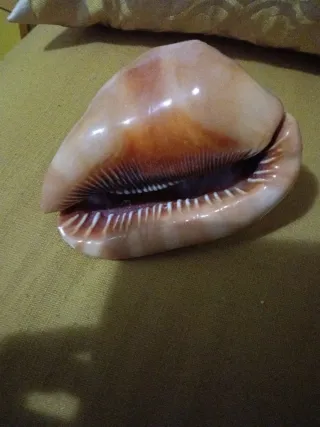 Grande Conchiglia Zanzibar cm 15 .pesante