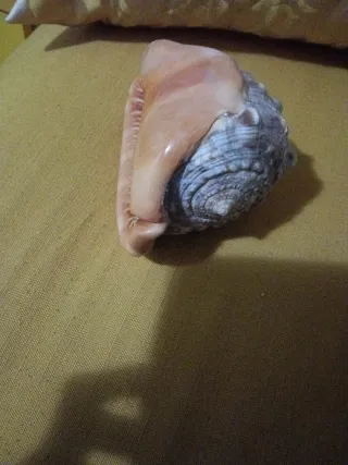 Grande Conchiglia Zanzibar cm 15 .pesante