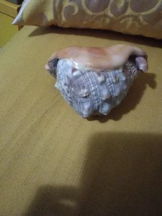 Grande Conchiglia Zanzibar cm 15 .pesante