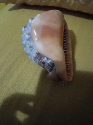 Grande Conchiglia Zanzibar cm 15 .pesante