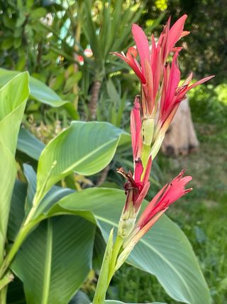 Pianta di Canna