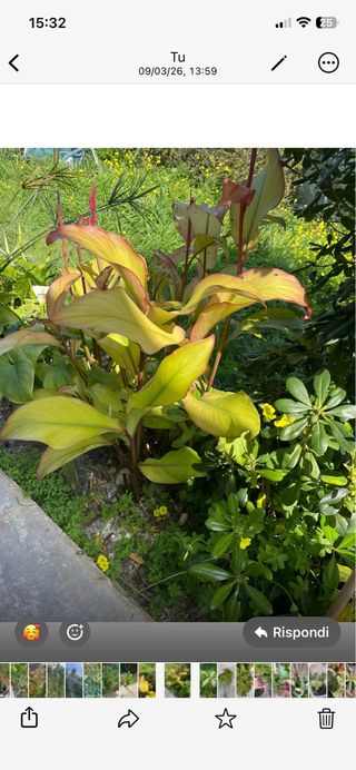 Pianta di Canna