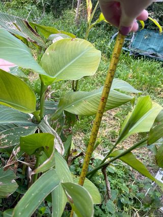 Pianta di Canna