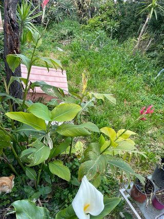 Pianta di Canna