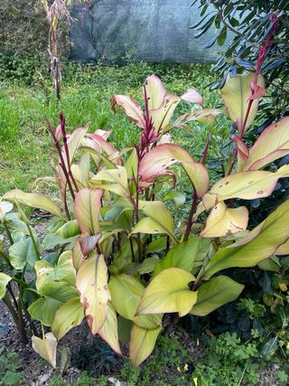 Pianta di Canna