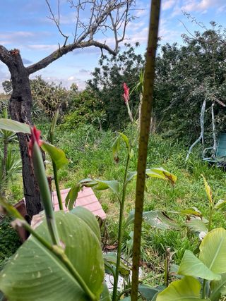 Pianta di Canna